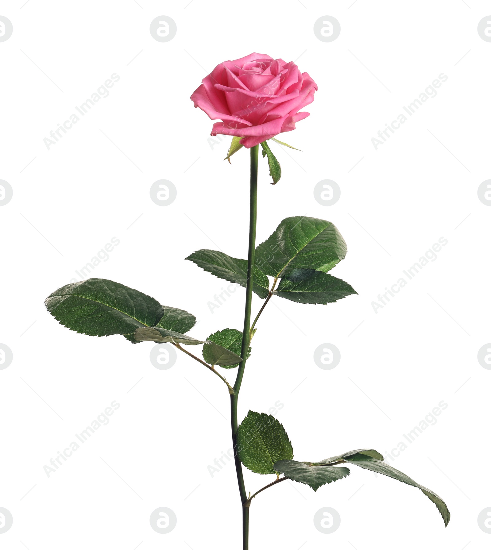 Photo of Beautiful blooming pink rose on white background