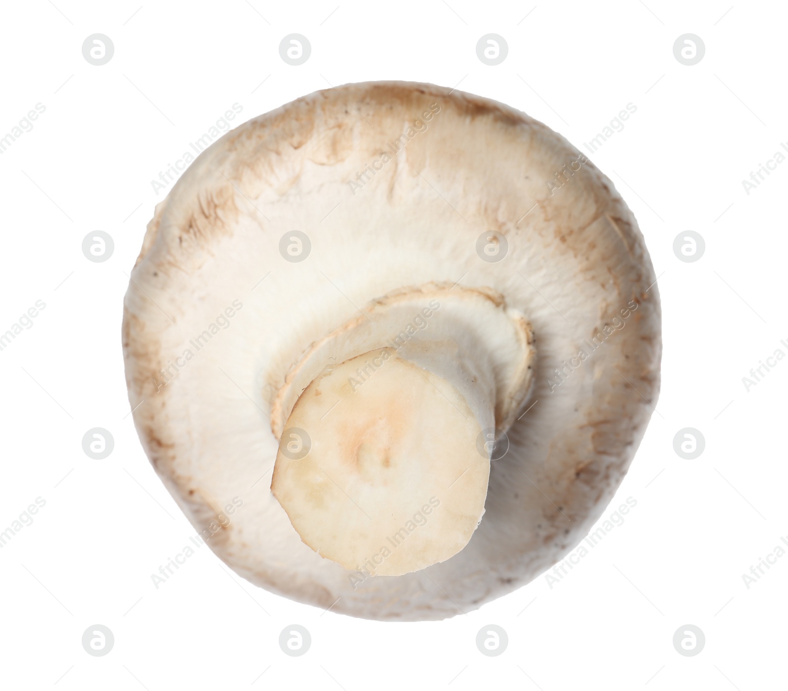 Photo of Fresh champignon mushroom isolated on white. Healthy food