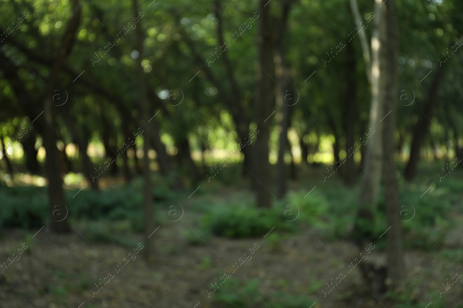 Photo of Blurred view of park with green trees
