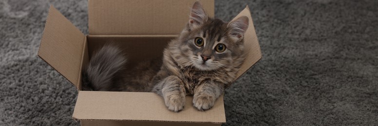 Photo of Woman petting cute fluffy cat in cardboard box on carpet, closeup. Space for text