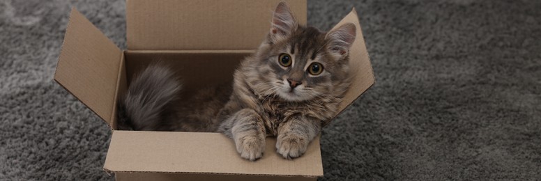 Woman petting cute fluffy cat in cardboard box on carpet, closeup. Space for text