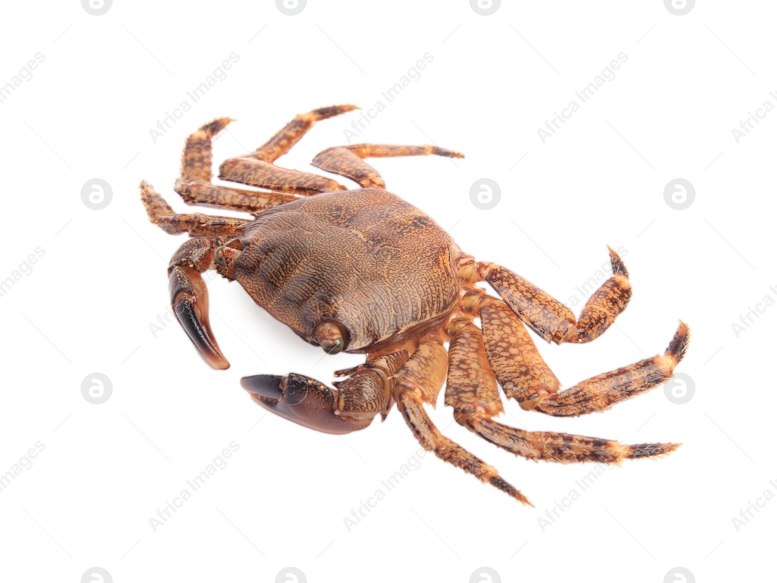 Photo of One fresh raw crab isolated on white