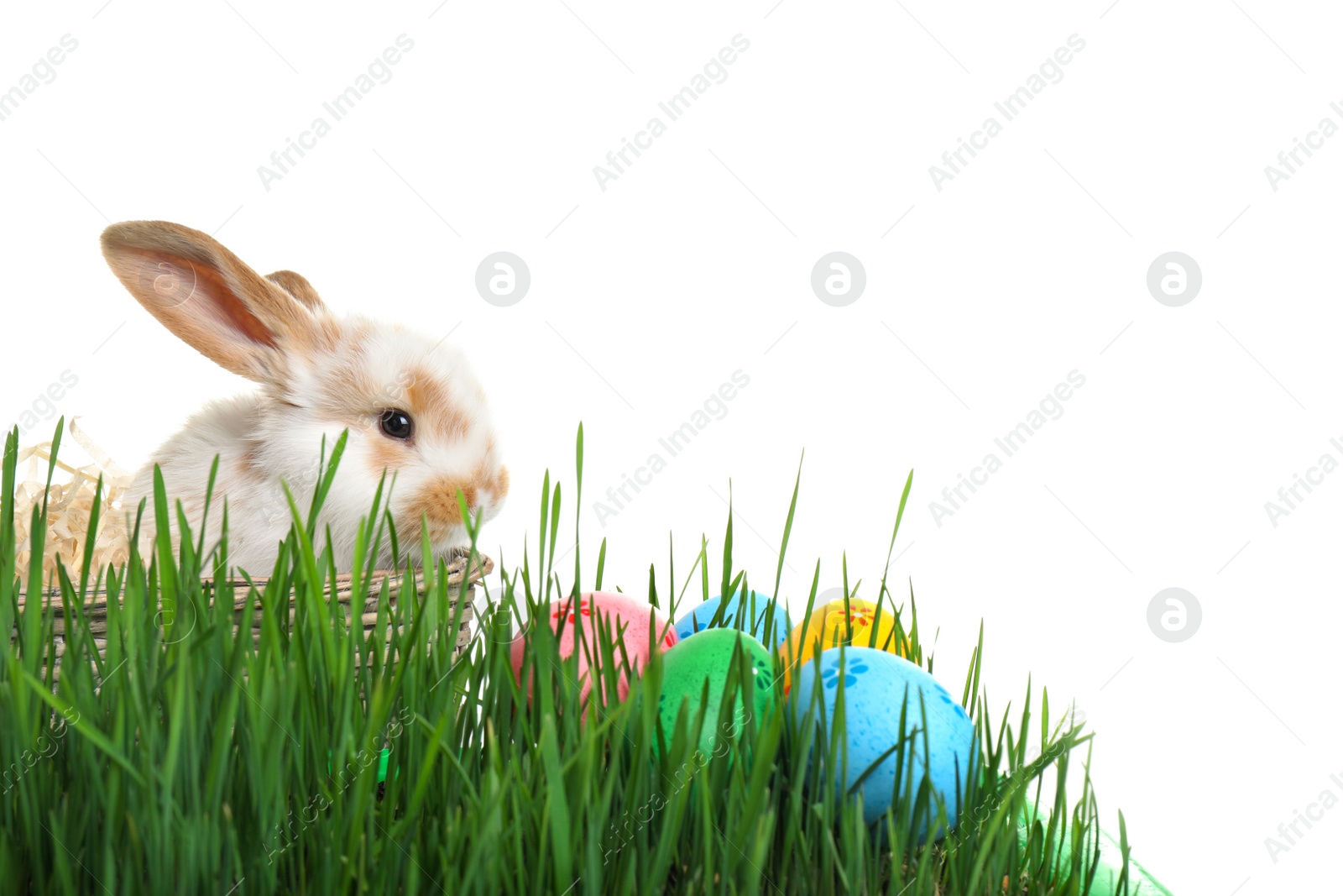 Photo of Cute bunny in wicker basket among green grass with Easter eggs on white background