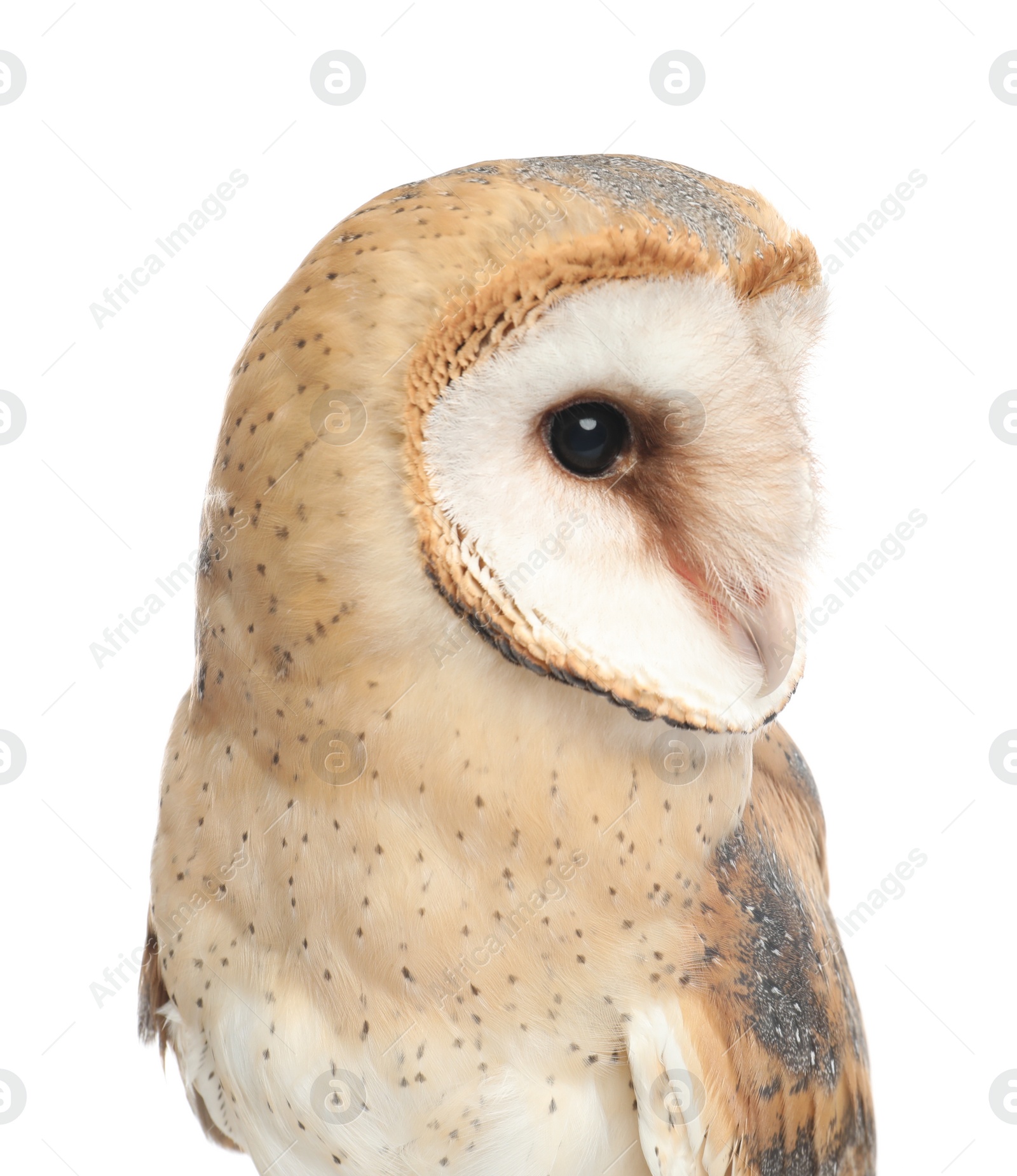 Photo of Beautiful common barn owl on white background