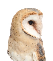 Photo of Beautiful common barn owl on white background