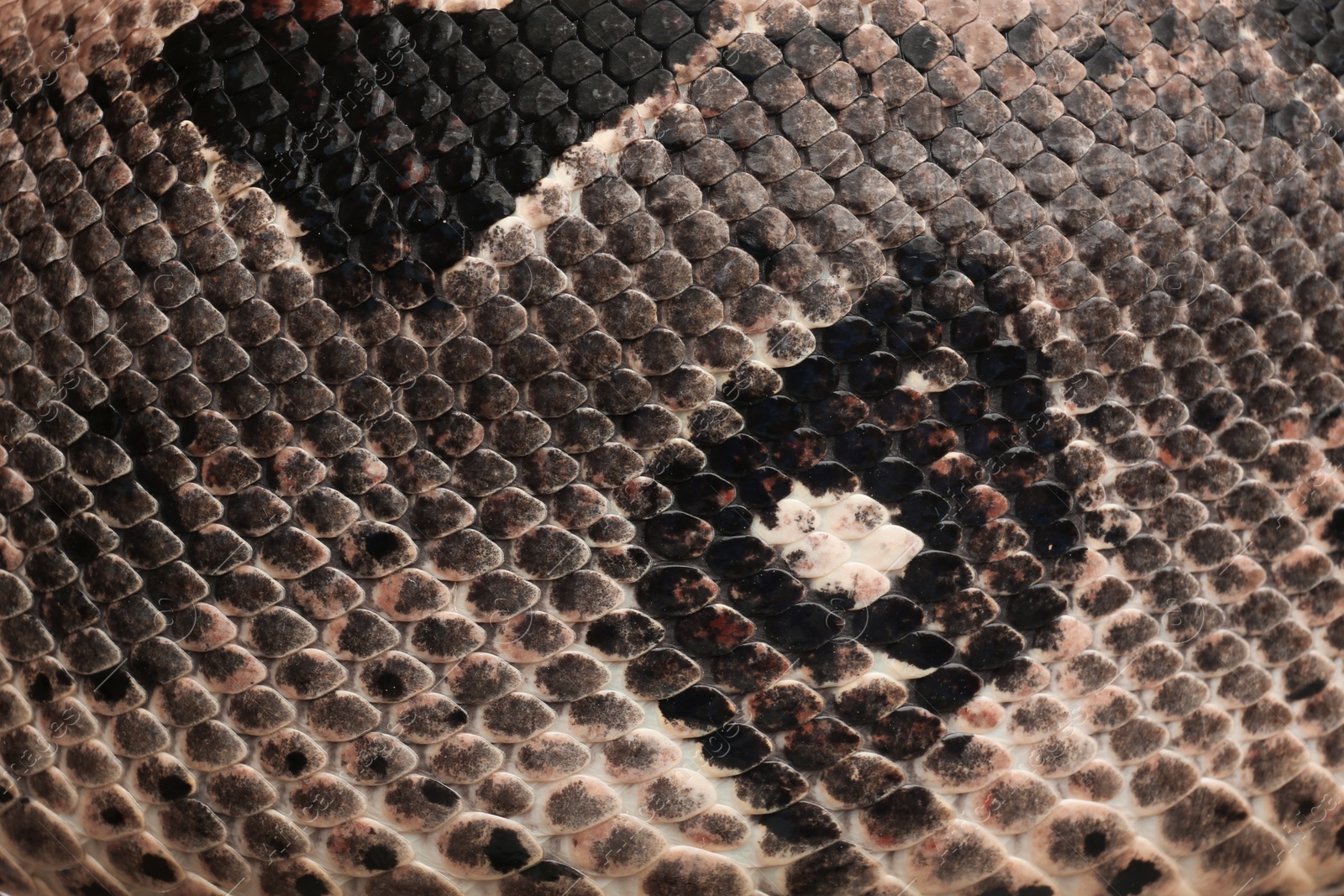 Photo of Closeup view of brown boa constrictor. Exotic snake