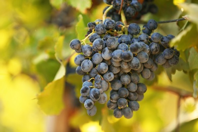 Fresh ripe juicy grapes growing on branches in vineyard