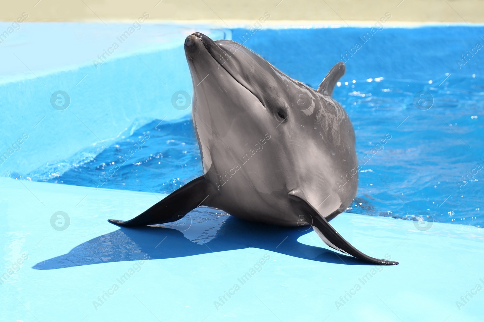 Photo of Cute grey dolphin at poolside on sunny day