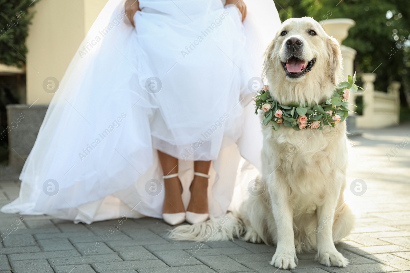 Photo of Bride and adorable Golden Retriever wearing wreath made of beautiful flowers outdoors, closeup