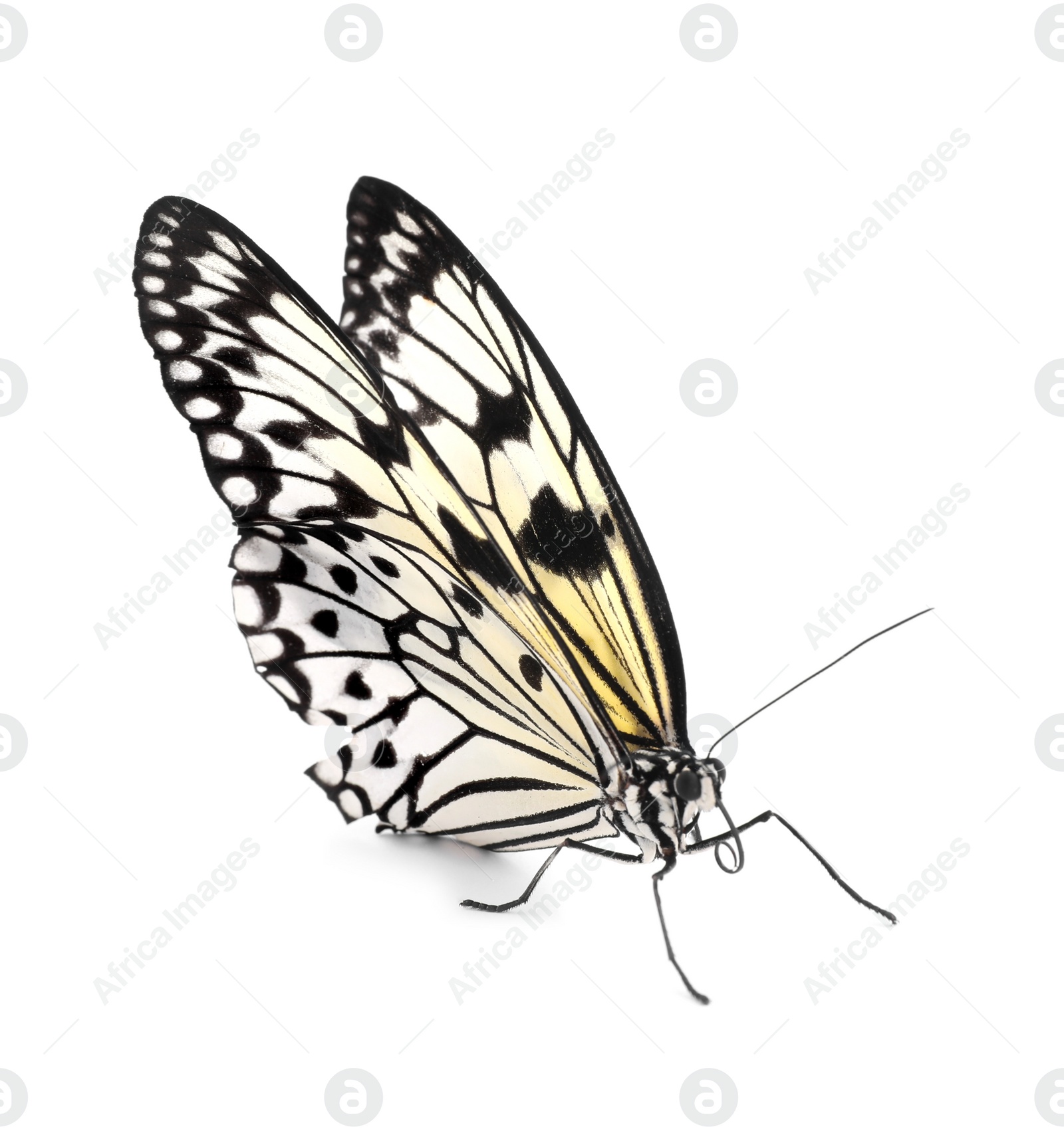 Photo of Beautiful rice paper butterfly isolated on white