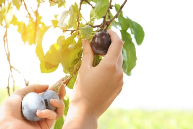 Woman picking plum off branch outdoors, closeup