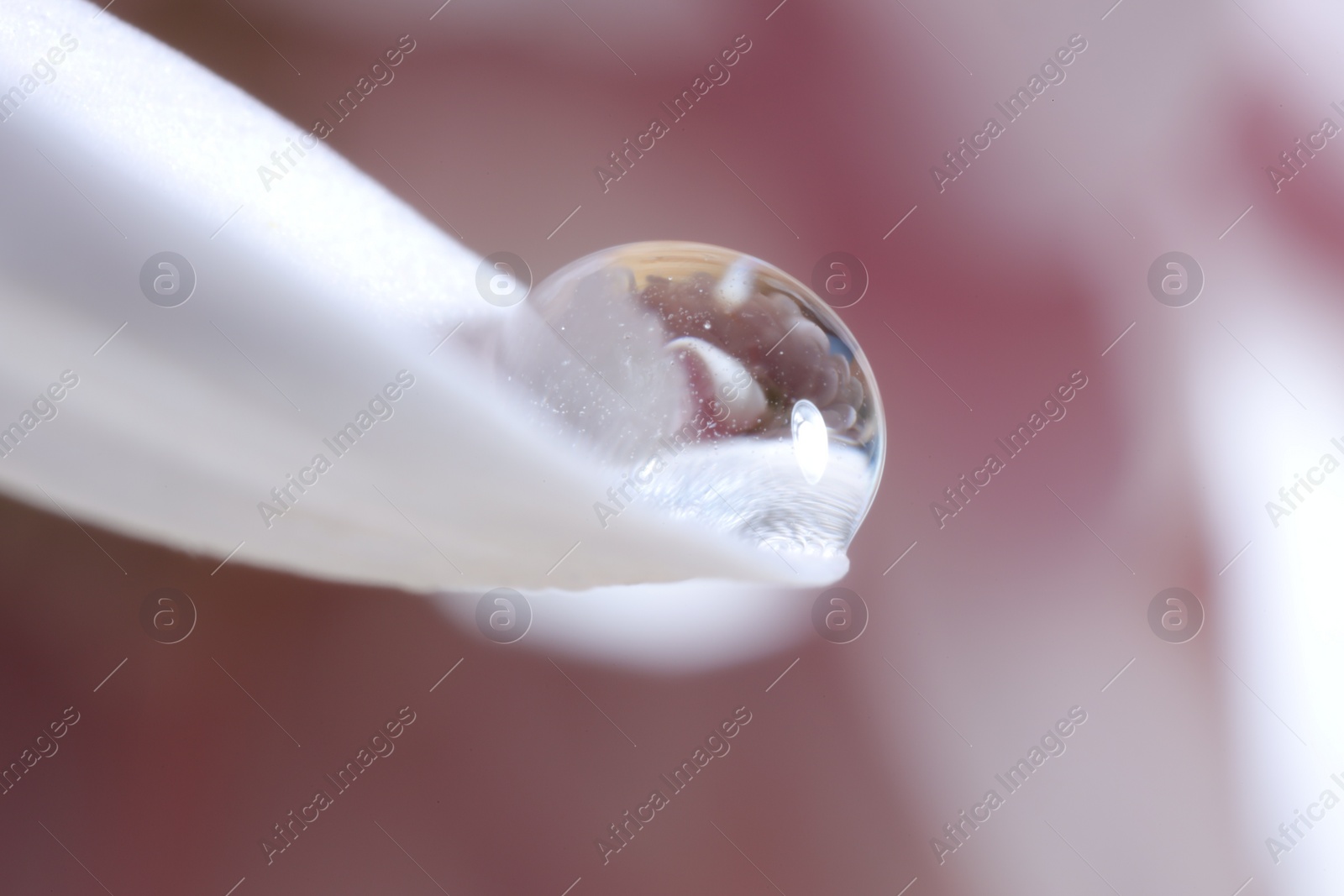Photo of Macro photo of beautiful flower reflected in water drop on white petal against blurred pink background