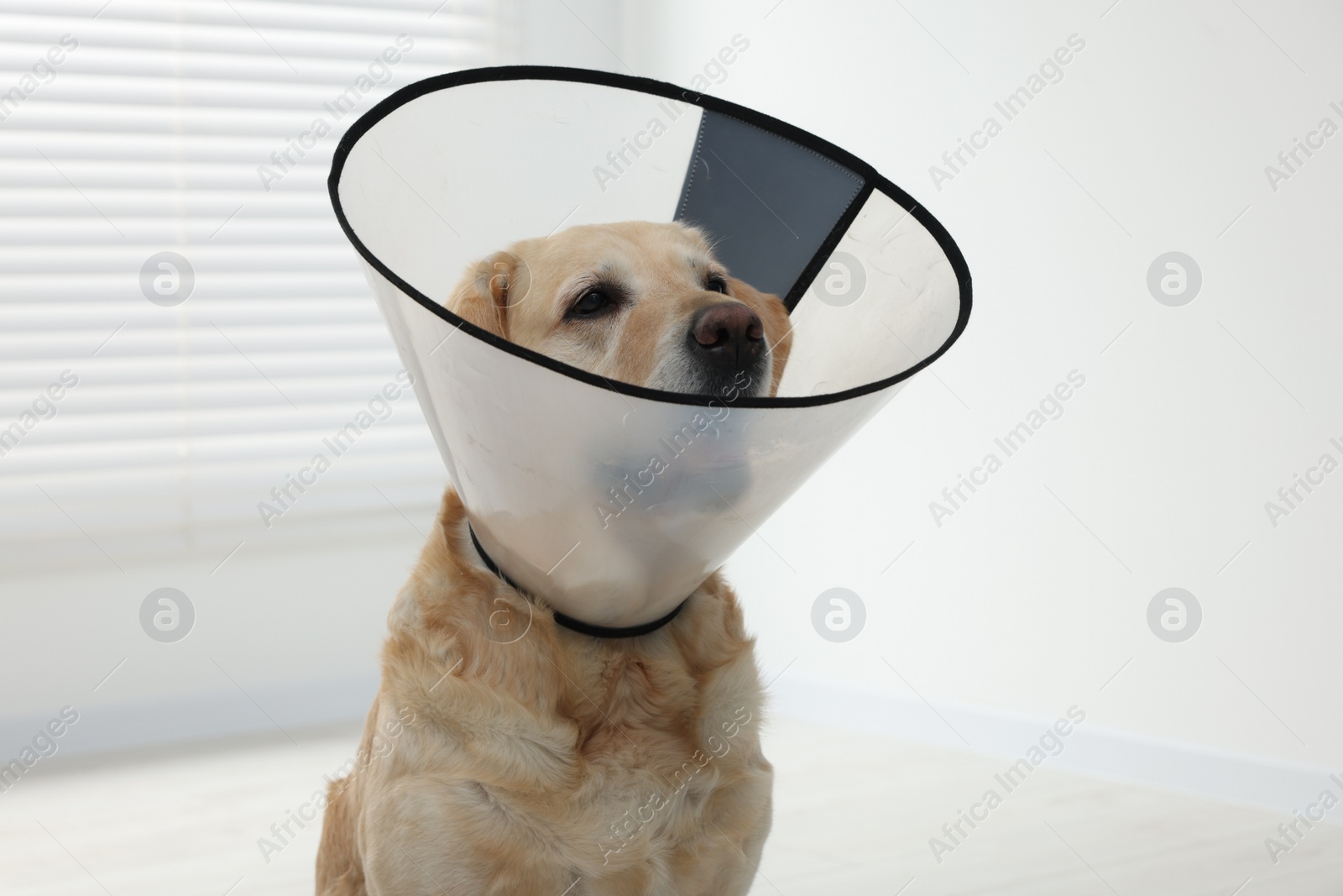 Photo of Sad Labrador Retriever with protective cone collar indoors