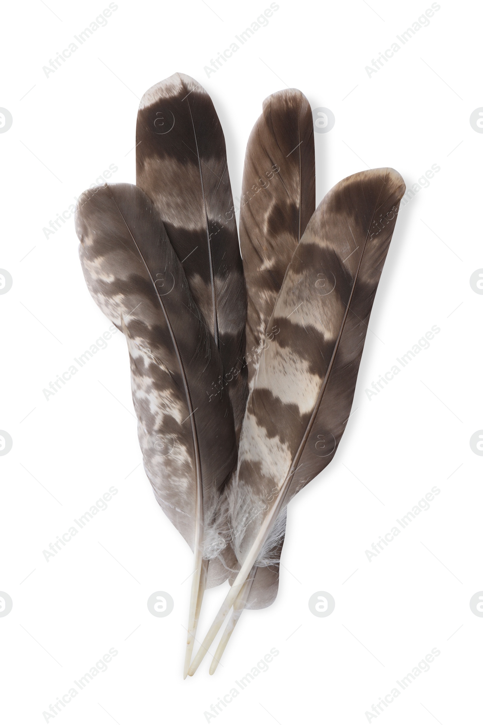 Photo of Many beautiful bird feathers isolated on white, top view