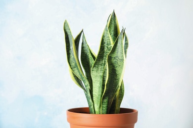 Photo of Beautiful potted sansevieria plant on light background. Home decor