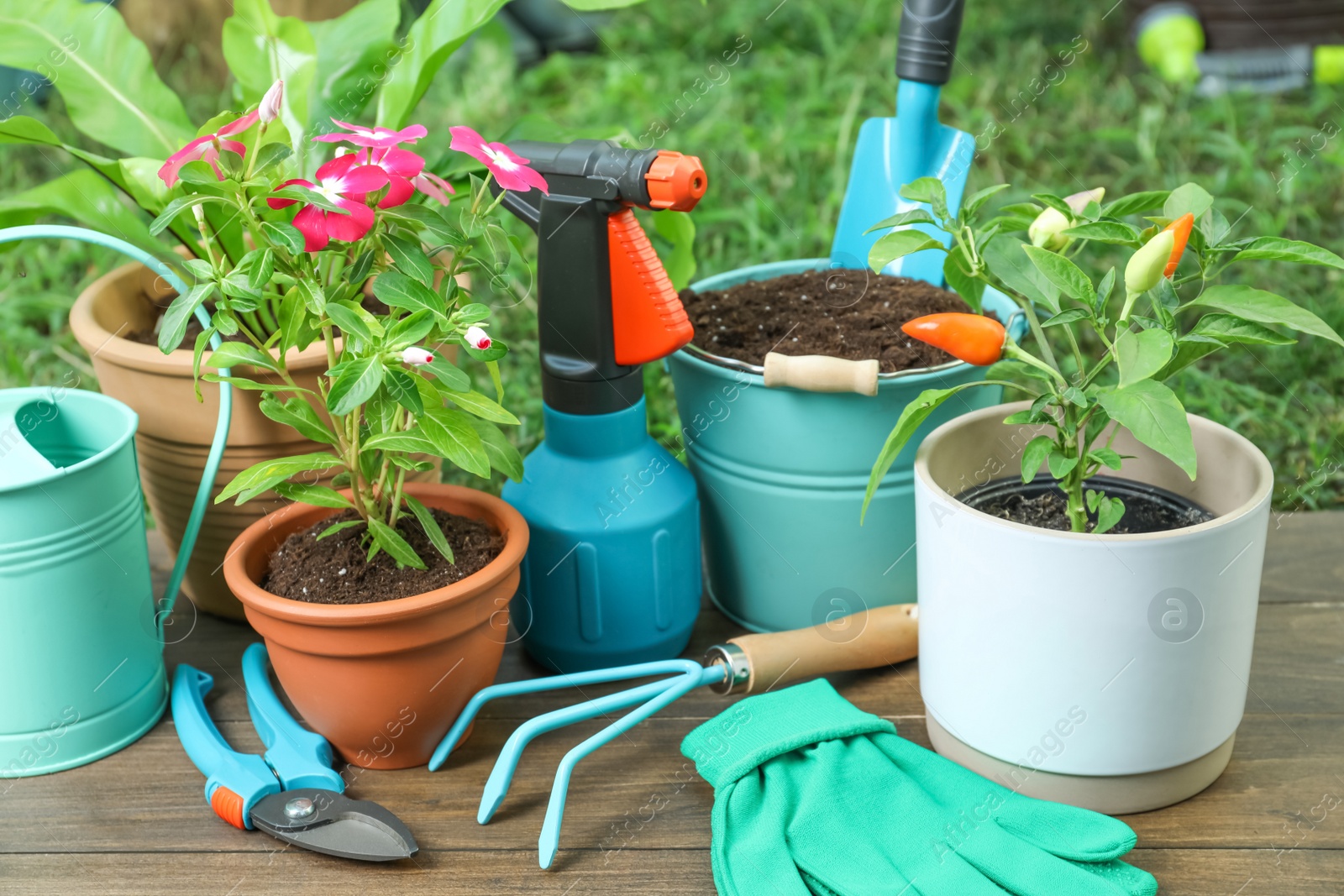 Photo of Beautiful plants and gardening tools on wooden table at backyard