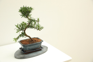 Photo of Japanese bonsai plant on white background, space for text. Creating zen atmosphere at home