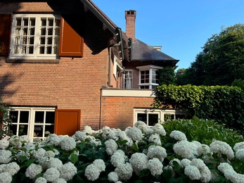 Blooming hortensia shrubs with beautiful white flowers near house outdoors
