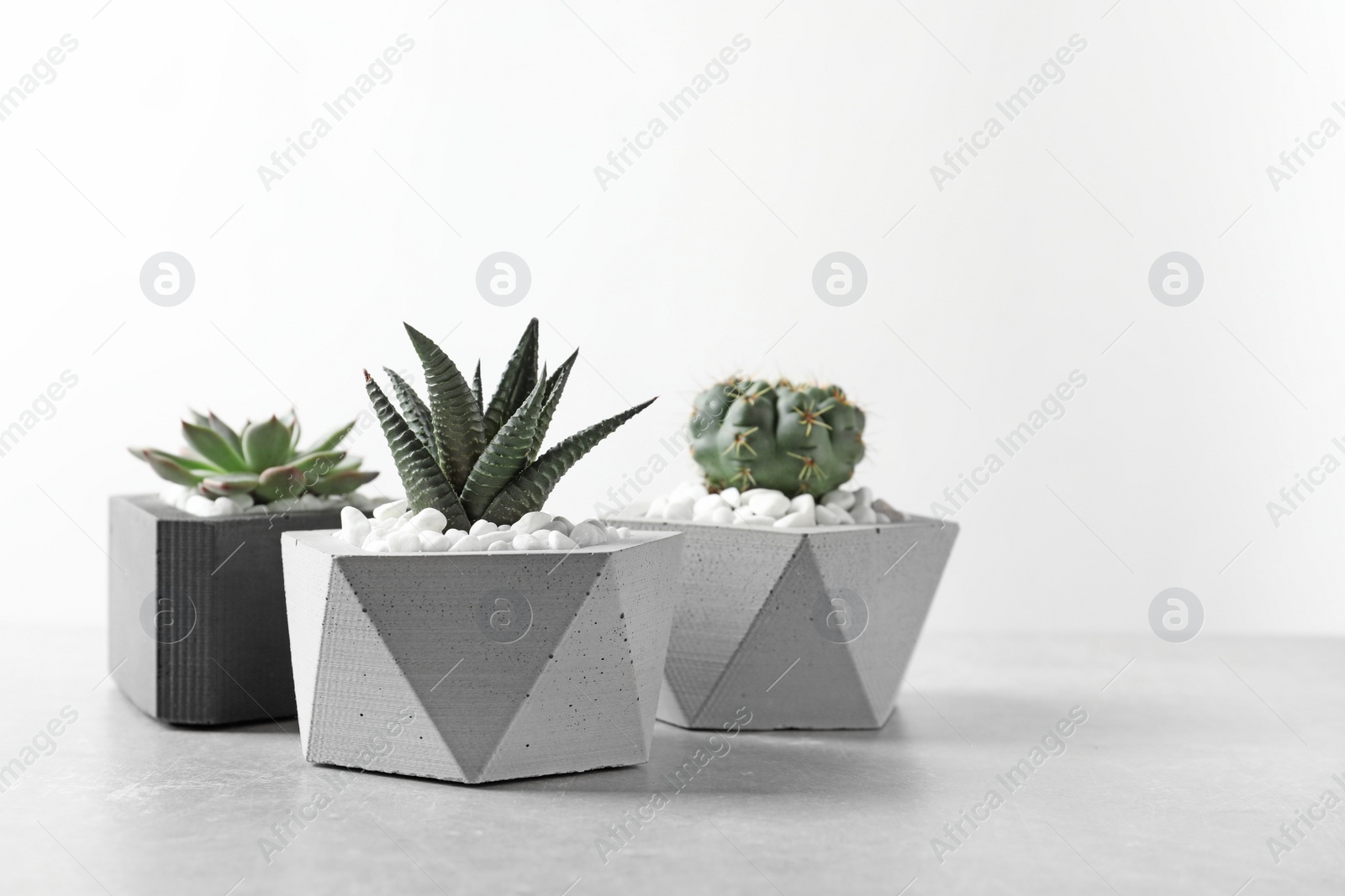 Photo of Beautiful succulent plants in stylish flowerpots on table against white background. Home decor