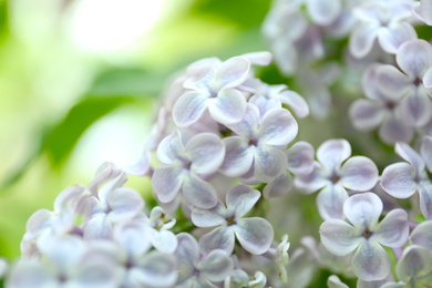 Closeup view of beautiful blossoming lilac bush outdoors