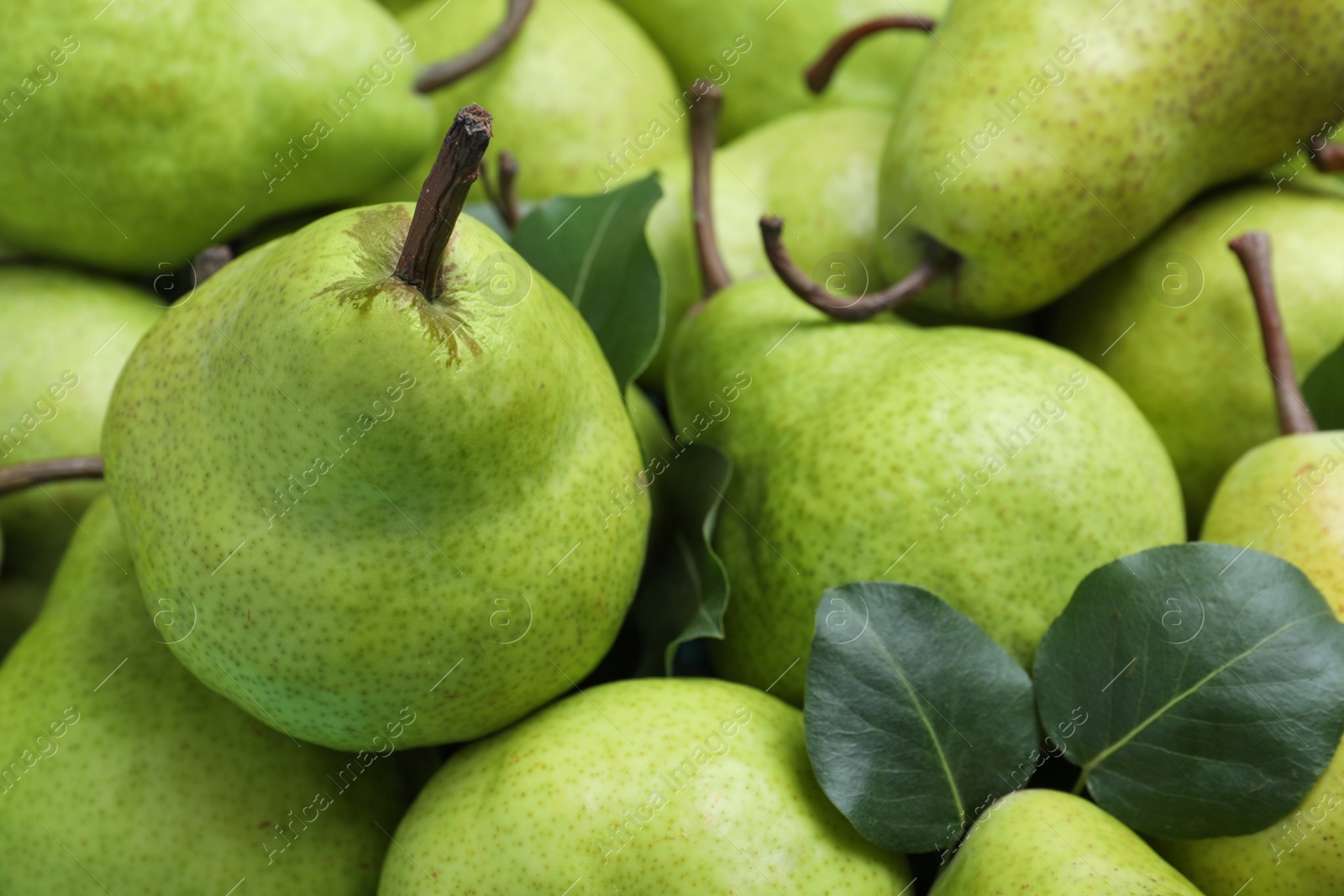 Photo of Many fresh ripe pears as background, closeup