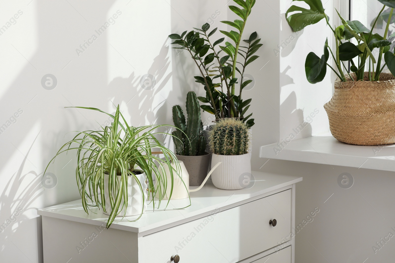 Photo of Many beautiful potted houseplants growing near window indoors