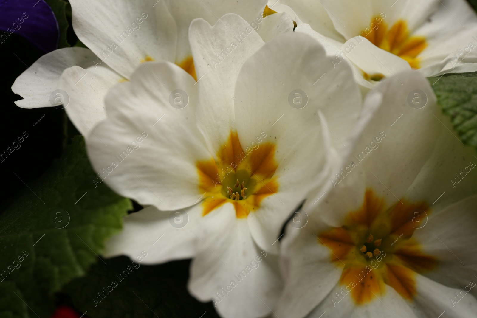 Photo of Beautiful primula (primrose) plant with white flowers, above view. Spring blossom