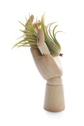 Photo of Beautiful Tillandsia plant and wooden mannequin hand on white background. Home decor