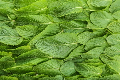 Photo of Fresh green mint leaves as background, closeup