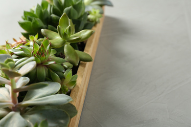 Photo of Closeup view of many different echeverias in wooden tray on light grey background, space for text. Succulent plants