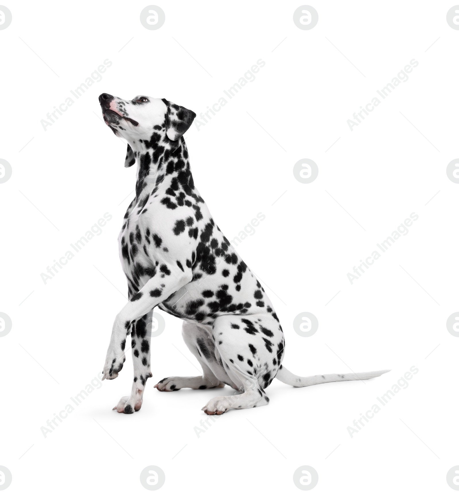 Photo of Adorable Dalmatian dog on white background. Lovely pet