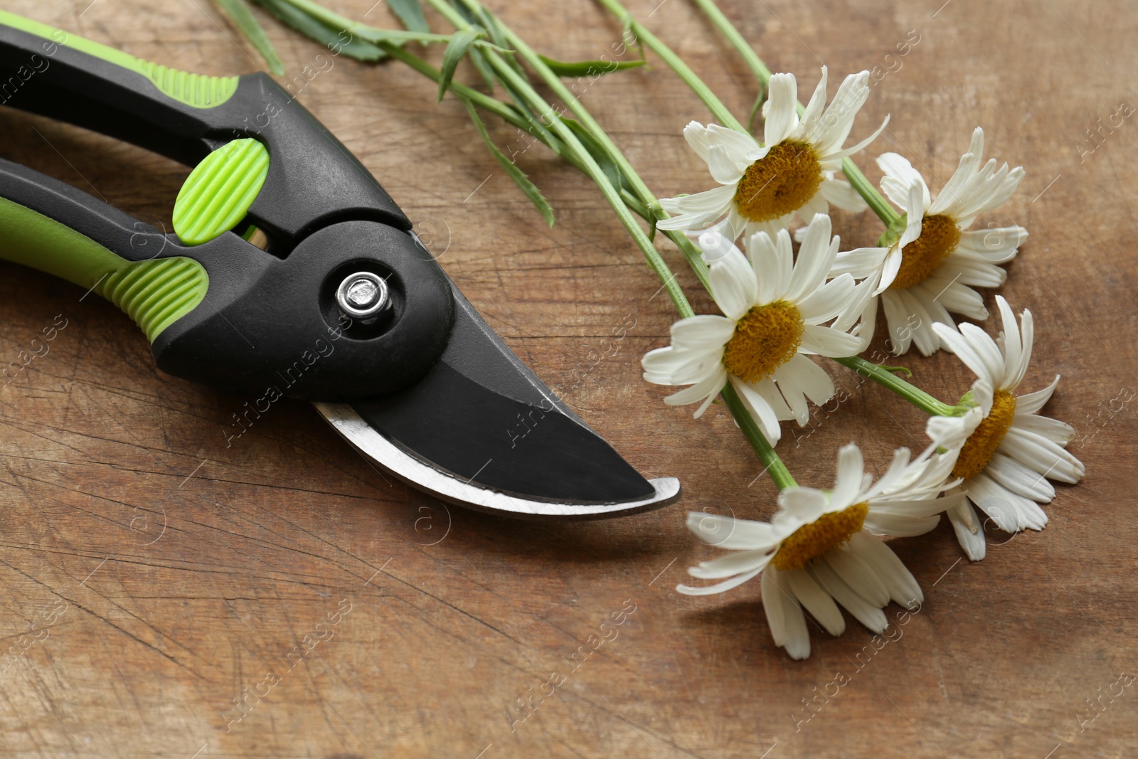 Photo of Secateur and beautiful chamomile flowers on wooden table, closeup