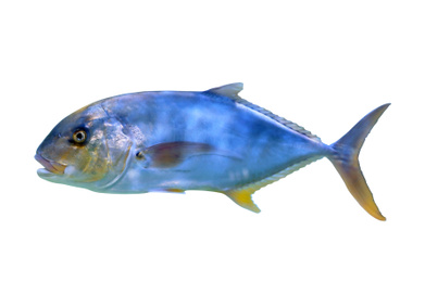Beautiful bright tuna fish on white background