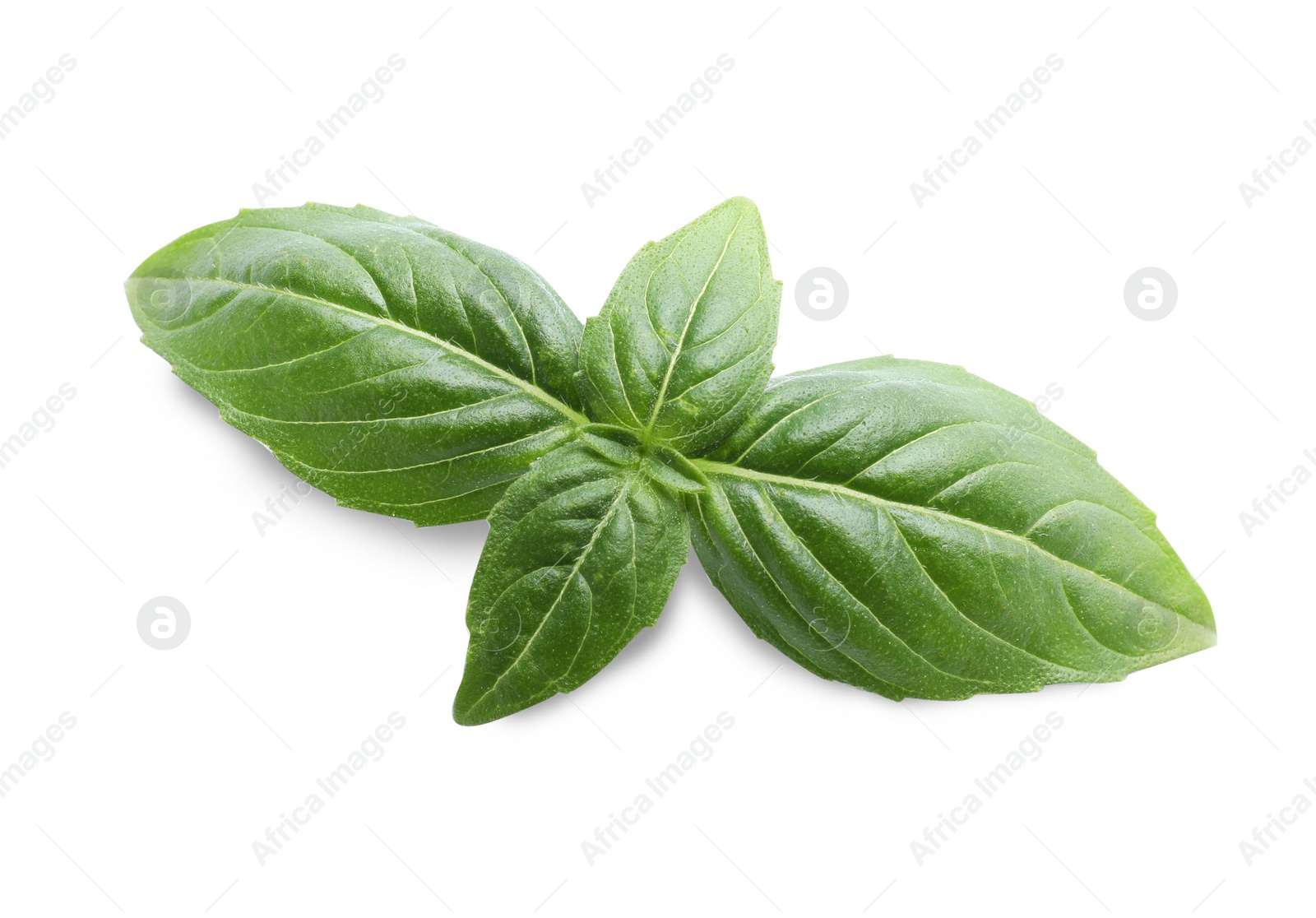 Photo of Aromatic green basil sprig isolated on white. Fresh herb