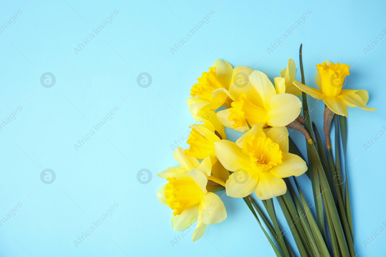 Photo of Bouquet of daffodils on color background, top view with space for text. Fresh spring flowers