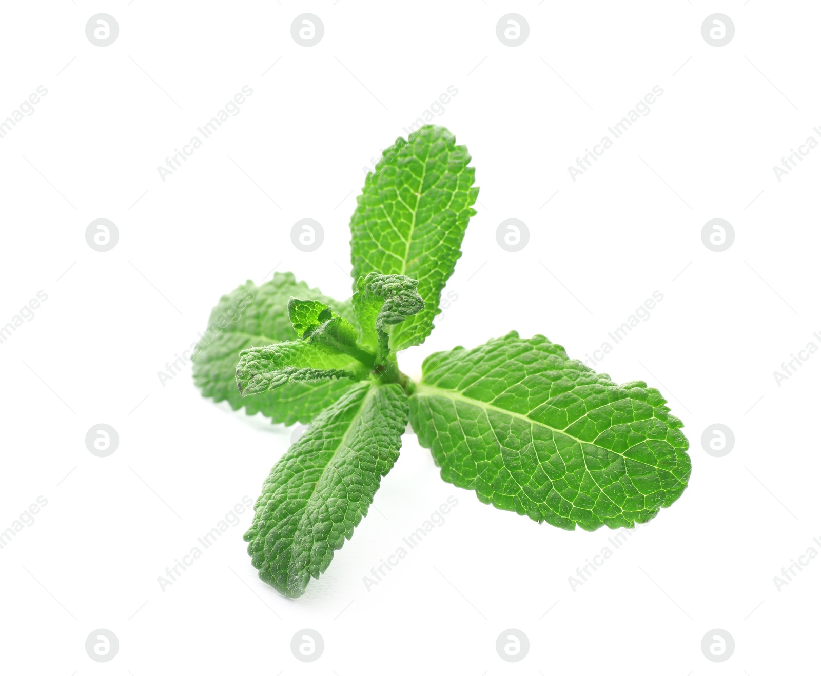 Photo of Branch of fresh mint isolated on white