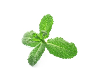 Branch of fresh mint isolated on white