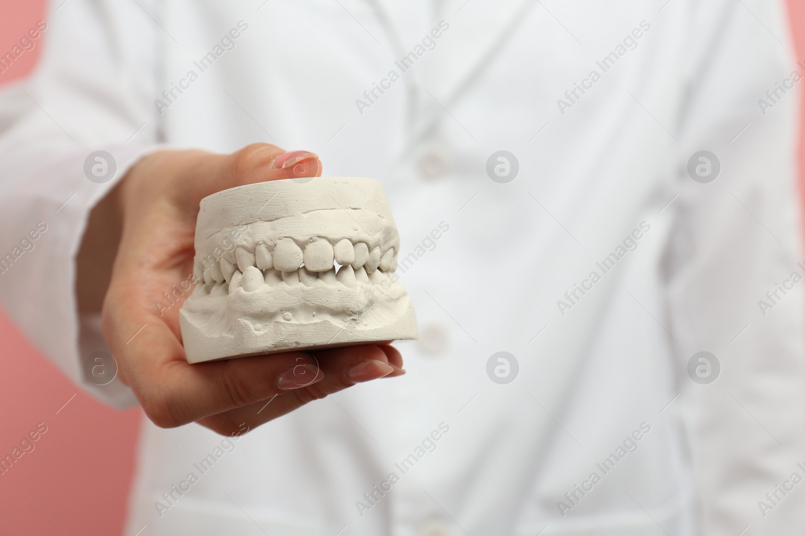 Photo of Doctor holding dental model with jaws on pink background, selective focus. Cast of teeth