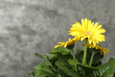 Beautiful colorful gerbera flowers on grey background, closeup. Space for text