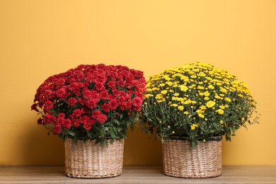 Photo of Beautiful fresh chrysanthemum flowers on wooden table against yellow background