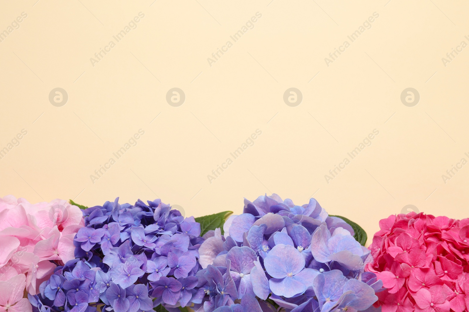 Photo of Beautiful hortensia flowers on beige background, flat lay. Space for text