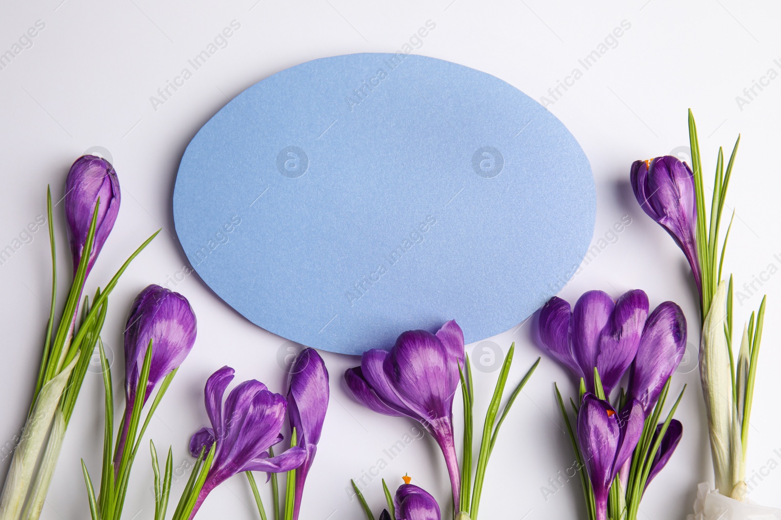 Photo of Beautiful spring crocus flowers and blank card on white background, top view. Space for text