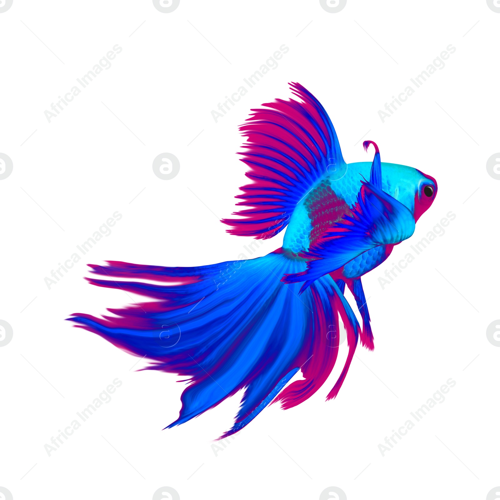 Image of Beautiful colorful betta fish on white background 