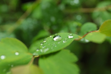 Photo of Green plant with wet foliage outdoors on rainy day, closeup