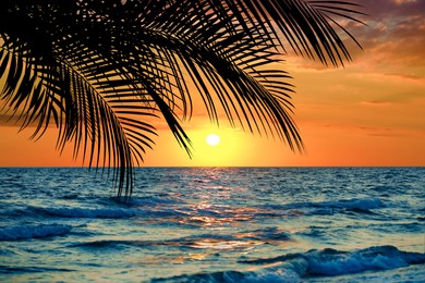 Image of Picturesque view of sea and palm tree at sunset