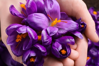 Woman holding pile of beautiful Saffron crocus flowers, top view