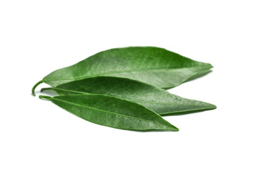 Fresh green tangerine leaves on white background