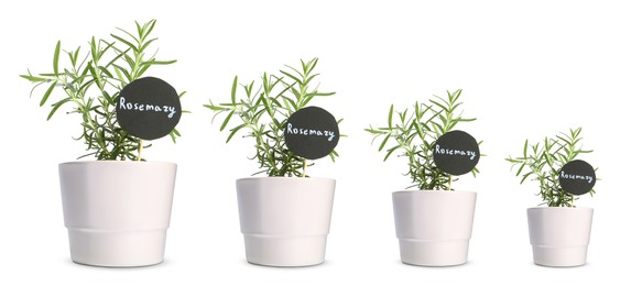 Image of Rosemary growing in pots isolated on white, different sizes