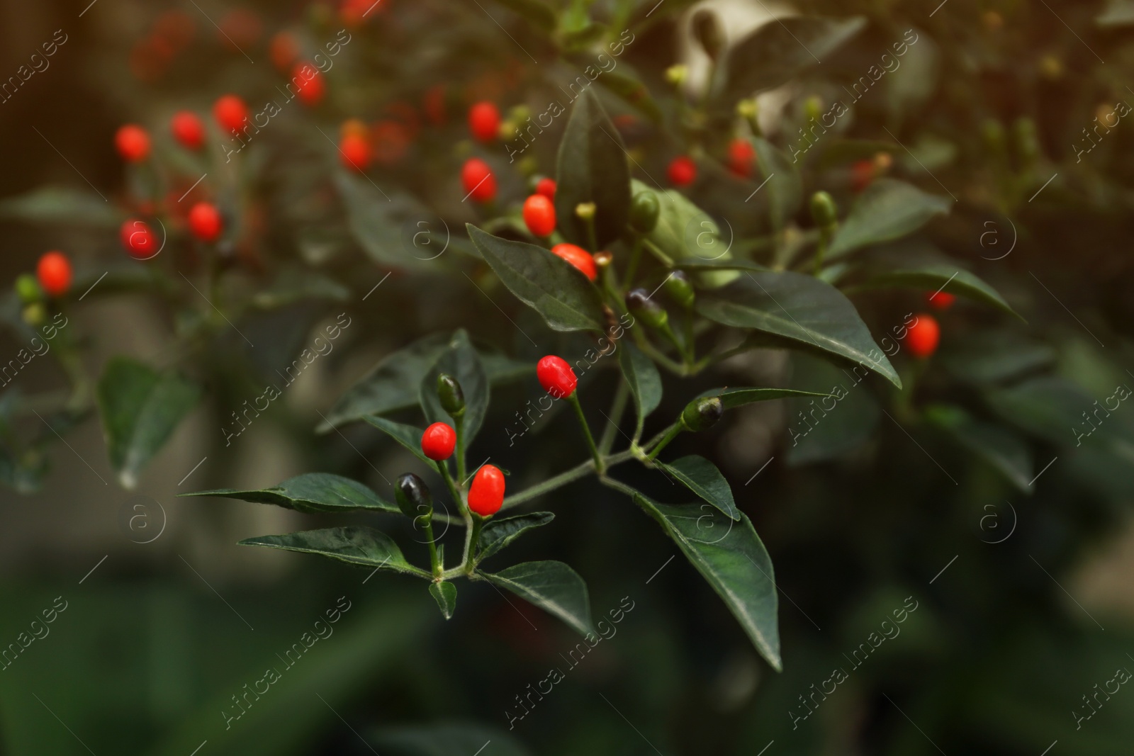 Photo of Chili pepper plant growing in garden outdoors, closeup