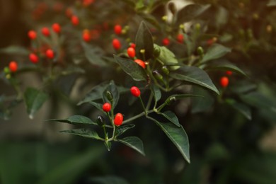 Photo of Chili pepper plant growing in garden outdoors, closeup